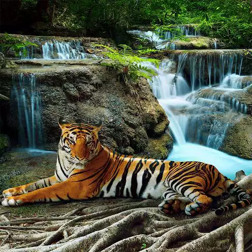 Play Wild Animals Puzzle Game  and enjoy Wild Animals Puzzle Game with UptoPlay