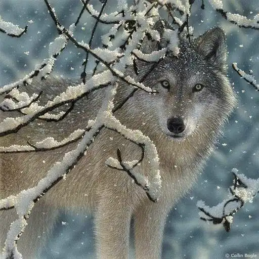 Free play online Wild animals wallpapers APK Free play online Wild animals wallpapers APK