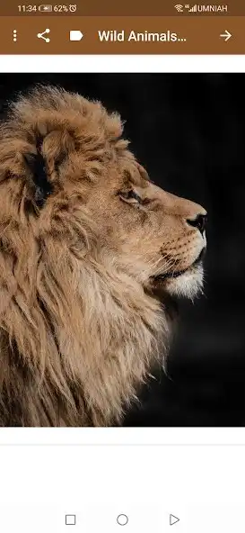 Play Wild animals wallpapers