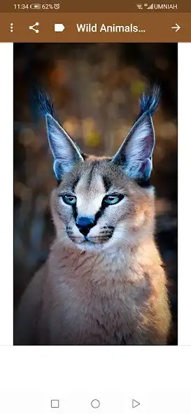 Play Wild animals wallpapers