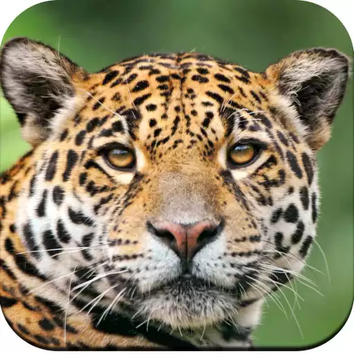 Play Wild Animal Wallpaper 4K APK Play Wild Animal Wallpaper 4K APK