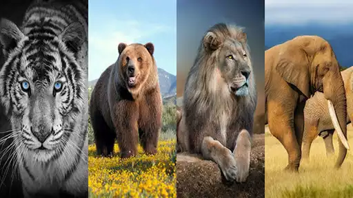 Play Wild Animal Wallpaper 4K  and enjoy Wild Animal Wallpaper 4K with UptoPlay