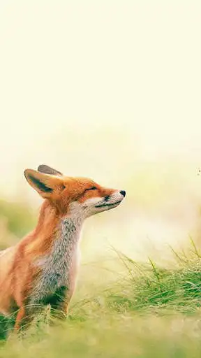 Play Wild Animal Wallpapers as an online game Wild Animal Wallpapers with UptoPlay