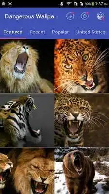 Play Wild Animal Wallpapers