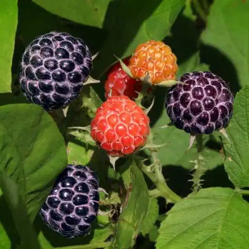 Play Wild berries Wallpaper APK