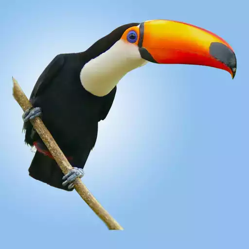 Play Wild Birds Atlas APK