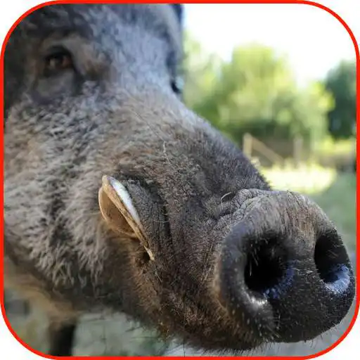Play Wild Boar Hunting Calls APK