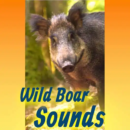 Play Wild Boar Hunting Call Sounds App  Mp3 Offline APK