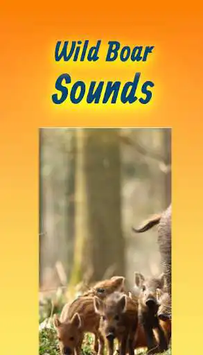 Play Wild Boar Hunting Call Sounds App  Mp3 Offline  and enjoy Wild Boar Hunting Call Sounds App  Mp3 Offline with UptoPlay