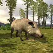Free play online Wild boar simulator APK
