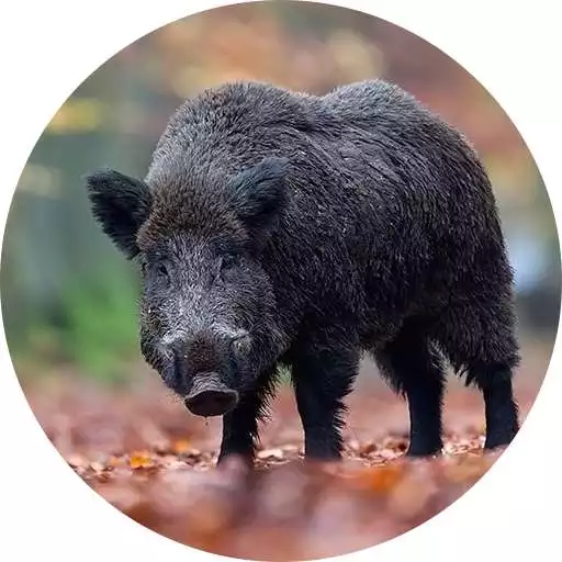 Run free android online Wild boar sound & calls APK Run free android online Wild boar sound & calls APK