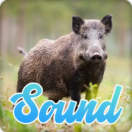 Play Wild Boar Sounds Effect APK