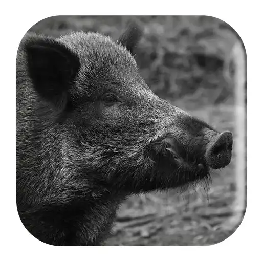Play Wild Boar Sounds APK Play Wild Boar Sounds APK
