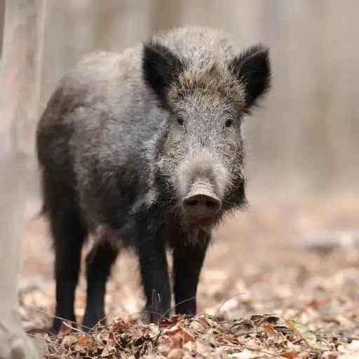 Play Wild Boar Wallpaper APK