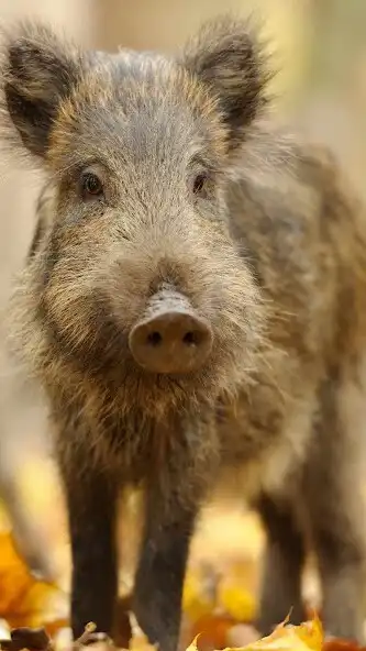 Play Wild Boar Wallpaper as an online game online Wild Boar Wallpaper with UptoPlay Play Wild Boar Wallpaper as an online game Wild Boar Wallpaper with UptoPlay