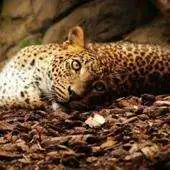 Free play online wild cats APK Free play online wild cats APK