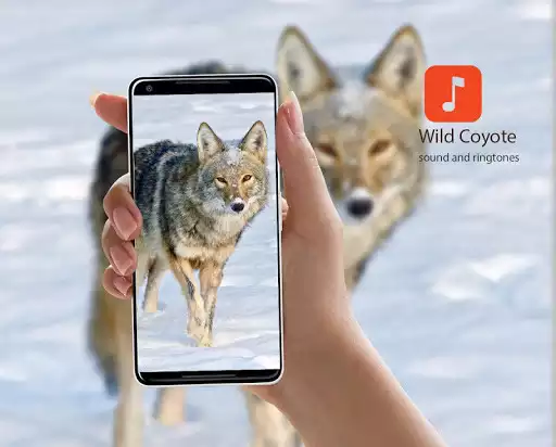Play Wild Coyote Sounds