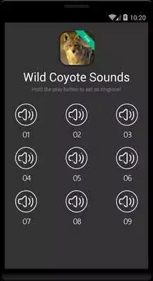 Play Wild Coyote Sounds
