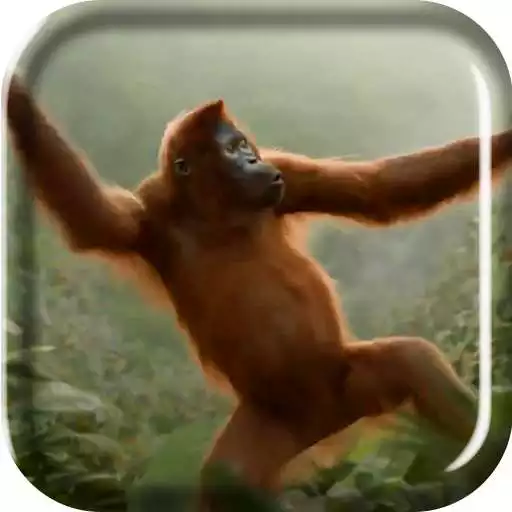 Run free android online Wild Dance Crazy Monkey LWP APK