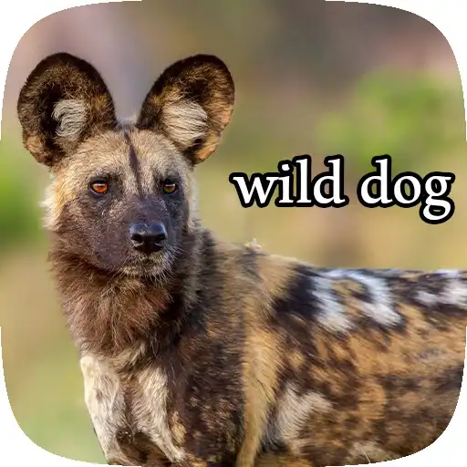 Play wild dog APK