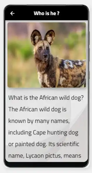 Play wild dog as an online game online wild dog with UptoPlay Play wild dog as an online game wild dog with UptoPlay