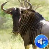 Free play online Wildebeest Sounds APK Free play online Wildebeest Sounds APK