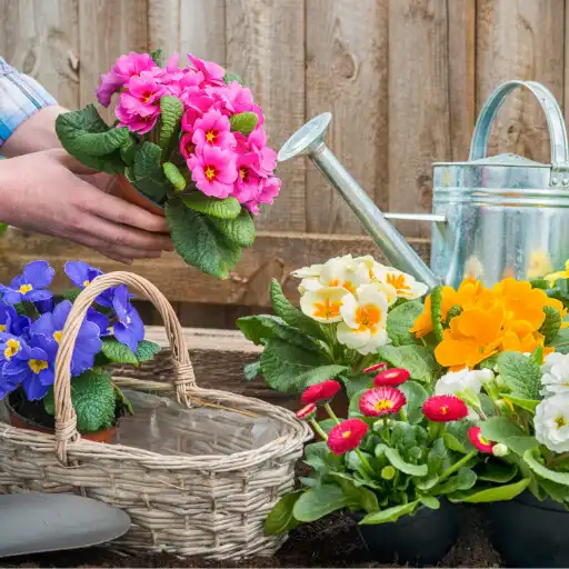 Play WildFlower Seeds : Wildflower APK