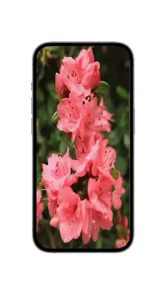Play WildFlower Seeds : Wildflower and enjoy WildFlower Seeds : Wildflower with UptoPlay Play WildFlower Seeds : Wildflower and enjoy WildFlower Seeds : Wildflower with UptoPlay