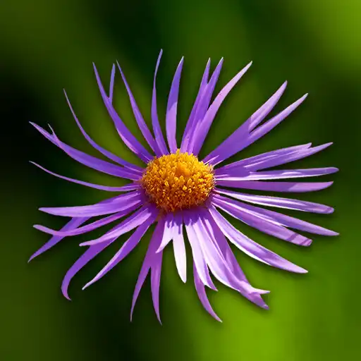 Play Wild flowers APK Play Wild flowers APK