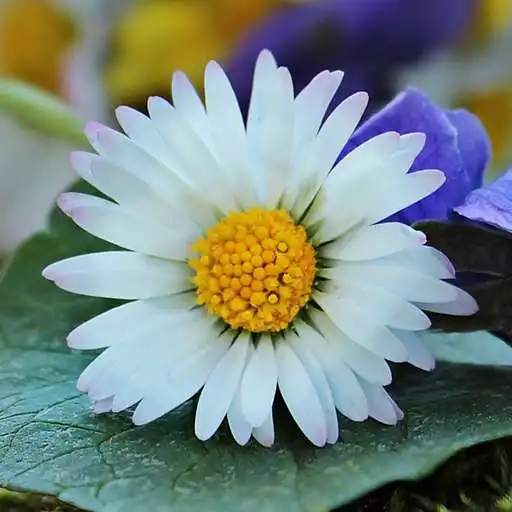 Free play online Wild Flower Wallpaper APK Free play online Wild Flower Wallpaper APK