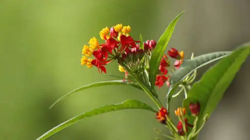 Play Wild Flower Wallpaper