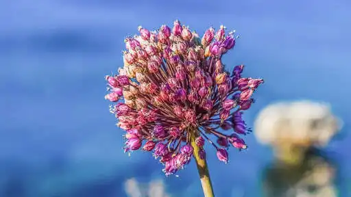 Play Wild Flower Wallpaper