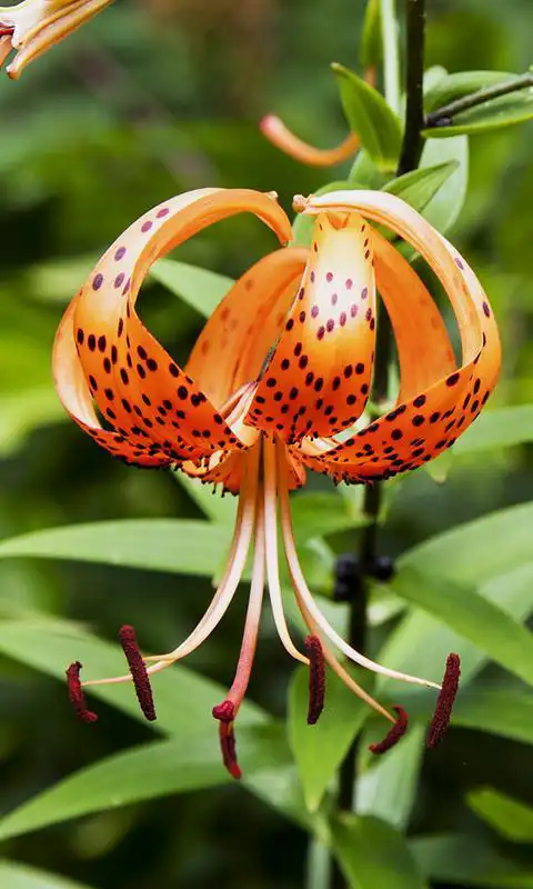 Play Wild Flower Wallpaper