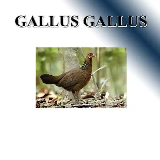 Play Wildfowl Sounds to the fox  and enjoy Wildfowl Sounds to the fox with UptoPlay