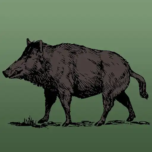 Play Wild Hog Sounds APK