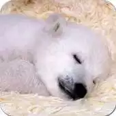 Free play online Wildlife Animal Wallpapers APK