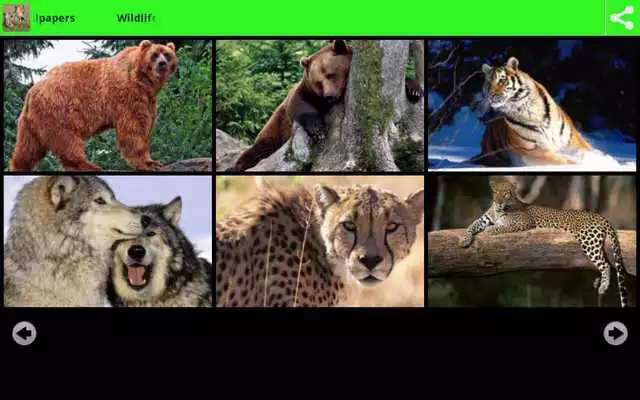 Play Wildlife Animal Wallpapers