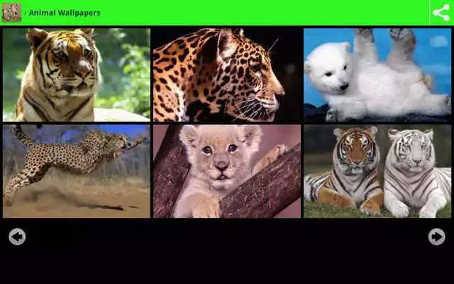 Play Wildlife Animal Wallpapers