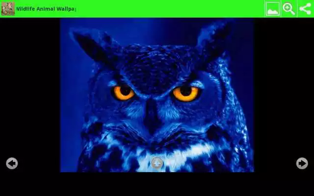 Play Wildlife Animal Wallpapers