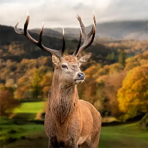 Play WILDLIFE CAM APK Play WILDLIFE CAM APK