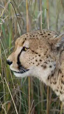 Play Wildlife Photo Safaris
