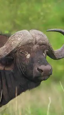 Play Wildlife Photo Safaris