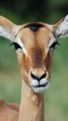 Play Wildlife Photo Safaris