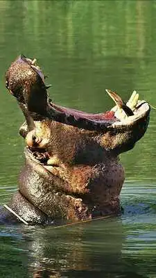 Play Wildlife Photo Safaris