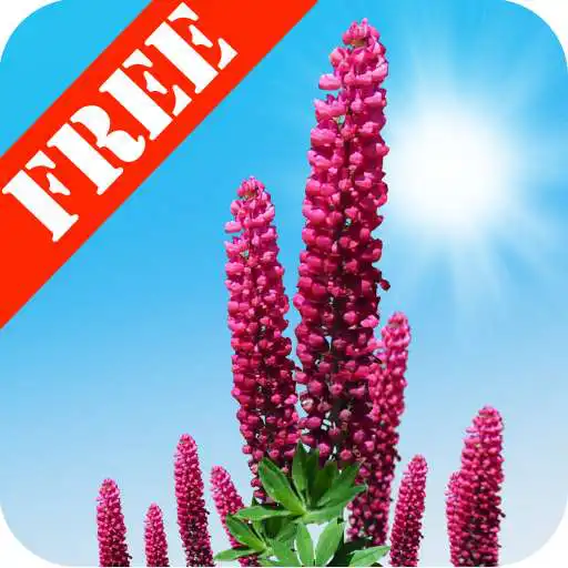 Play Wild Lupins Free APK Play Wild Lupins Free APK