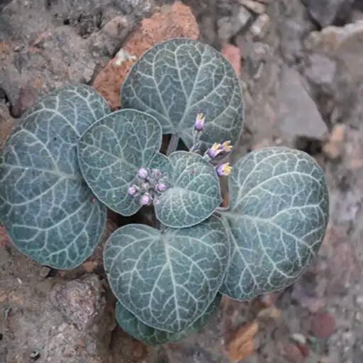 Play Wild Plants (Flora) APK Play Wild Plants (Flora) APK
