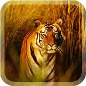 Free play online Wild Tigers Live Wallpaper APK