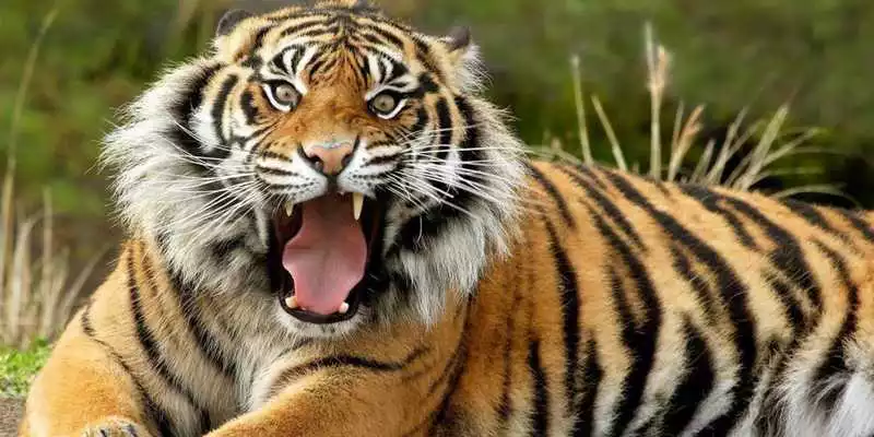 Play Wild Tigers Live Wallpaper Play Wild Tigers Live Wallpaper