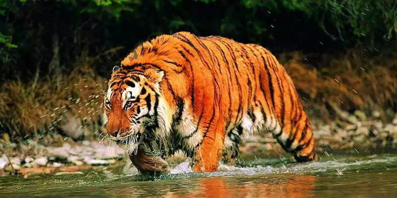 Play Wild Tigers Live Wallpaper Play Wild Tigers Live Wallpaper