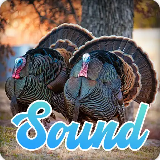 Play Wild Turkey Sounds Effect APK